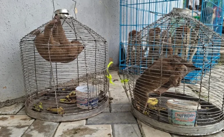 Customs intercept trafficked wildlife, arrests three in Kano